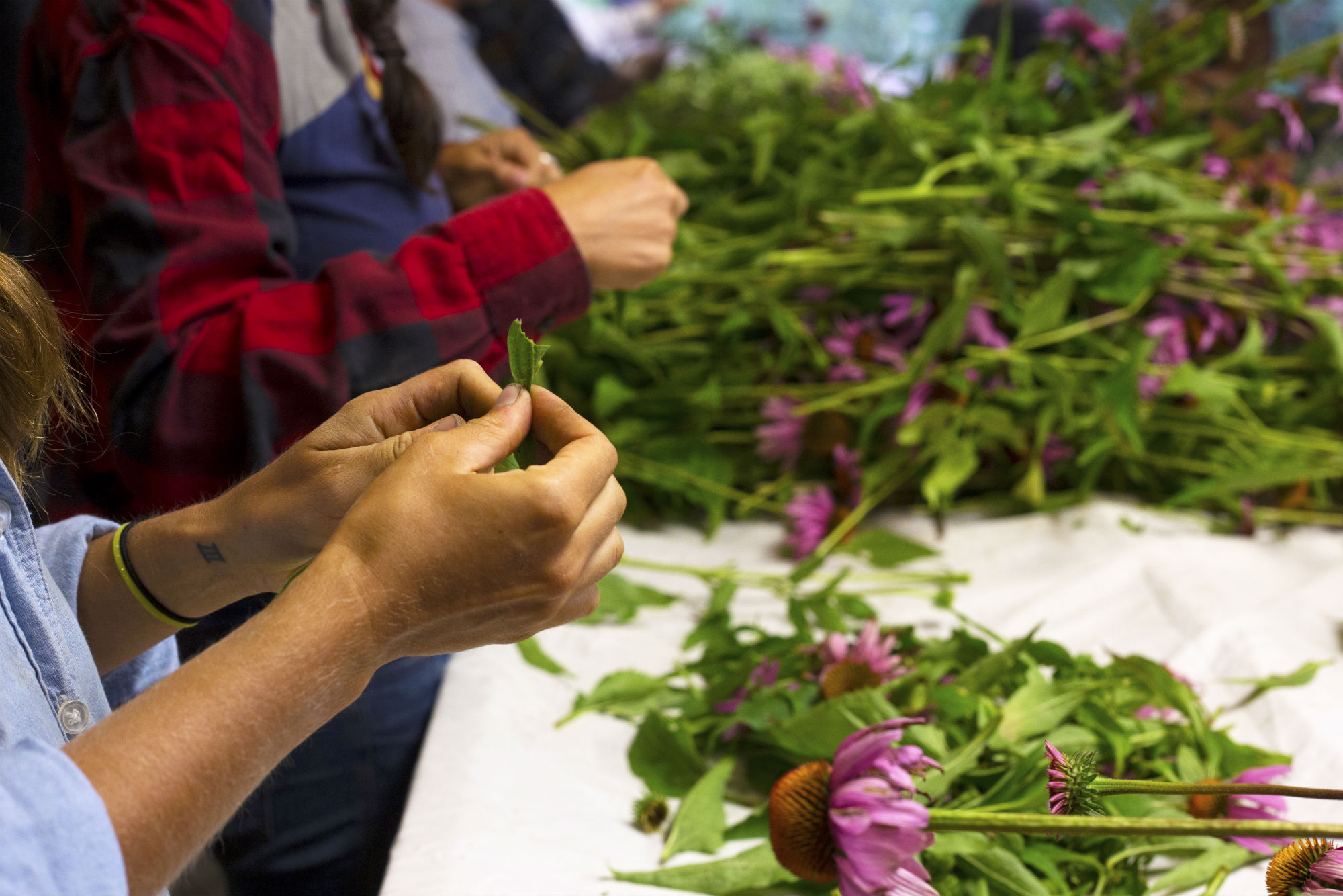 Pulling Echinacea leaf and flower off the stem