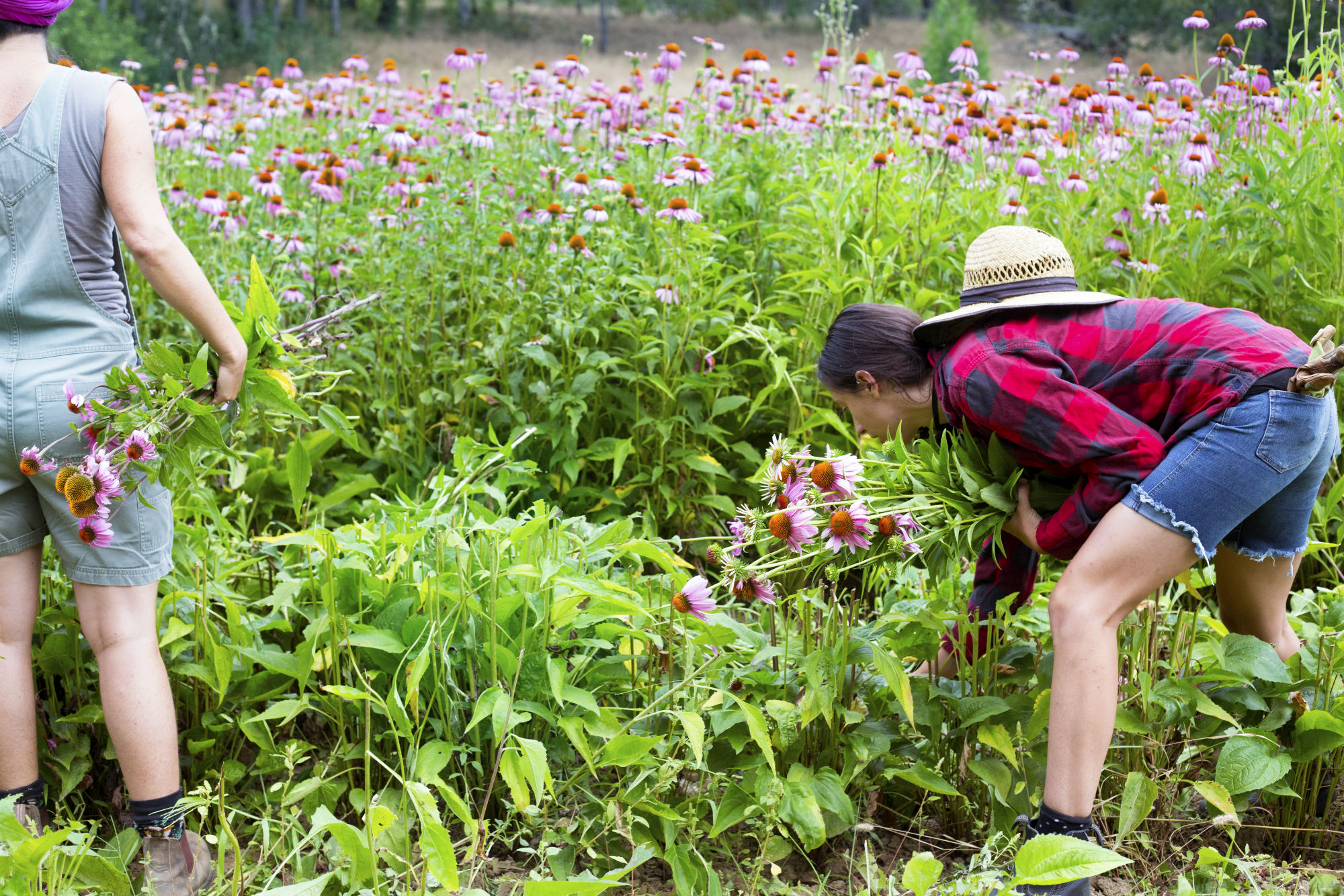 Picking Echinacea bundles