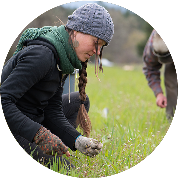 Working in the field at Sunder Herbs Enterprise Ltd. Şti